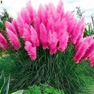 Rare 500 pcs Pampas Grass Rare Flower Bonsai for Home Garden Planting