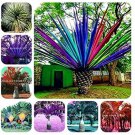 Rare 10 Pcs Rainbow Japanese Bottle Palm Bonsai Tree Exotic Plants Tropical