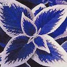 Rare 100 Pcs Coleus Bonsai Rare Coleus Blumei Rainbow Mix Color Flower Bonsai