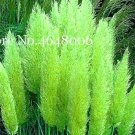 Rare 300 Pcs Colorful Pampas Grass Cortaderia Bonsai, Very Beautiful Garden Flower