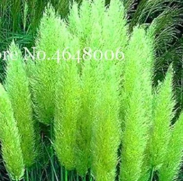 Rare 300 Pcs Colorful Pampas Grass Cortaderia Bonsai, Very Beautiful Garden Flower