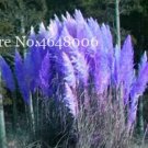 Rare 300 Pcs Colorful Pampas Grass Cortaderia Bonsai, Very Beautiful Garden Flower