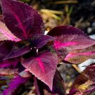 Rare 100 PCS Bonsai Plants Garden Rare Plants Red Shiso Frutescens Purple Perilla Plantas