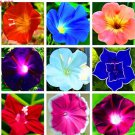Rare 100 PCS/PACK Morning Glory Flower Flores, Perennial Garden Flowers