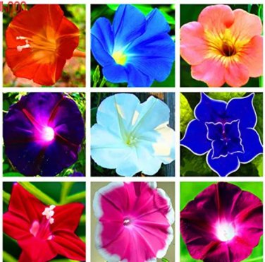 Rare 100 PCS/PACK Morning Glory Flower Flores, Perennial Garden Flowers