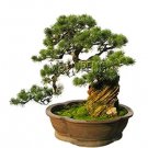 Rare 50 seeds Black Pine Tree Bonsai Potted Landscape Japanese Five Needle