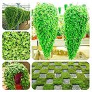 Rare Dichondra Bonsai Emerald Falls Multi Leafed Grass Bonsai Green Perennial 100 seeds