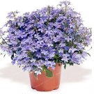 Rare 100% True Lobelia Bonsai Rare Indoor Flower in Bonsai Chlorophytum Flower