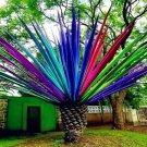 Rare 10 Pcs Rainbow Japanese Bottle Palm Bonsai Tree Exotic Plants Tropical