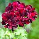 Rare 100 Pcs Rare Color Geranium Plant,Perennial Flowers Garden Seed Flower