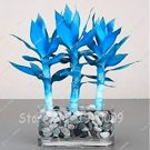 Rare 50 pcs Blue Lucky Bamboo Bonsai Anti Radiation Absorb dust Tree Plants