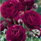 Rare 100 Pcs Double Ranunculus Asiaticus Flower Bonsai Plant DIY Home Garden Purifying Air