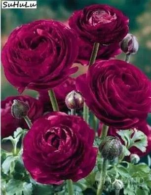 Rare 100 Pcs Double Ranunculus Asiaticus Flower Bonsai Plant DIY Home Garden Purifying Air