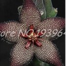 Rare 120 Pcs Bonsai Plants Stapelia Pulchella Plant Perennial Flower Bonsai