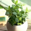 Rare 24 Kinds Different Flower Plant Bonsai Seedss Indoor Potted Seedsplants