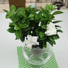 Rare 100 Pcs/Bag Rare Flower Gardenia Fragrant Indoor Office Desk Bonsai Evergreen