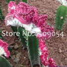 Rare Euphorbia Lactea Seed 100Pc Perennial Succulent Its Shape is Peculiar