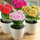 Rare 100 Pcs Winter Pot Kalanchoe Bonsai Longevity Flower Potted Plants