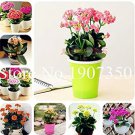 Rare 100 Pcs Kalanchoe Bonsai Longevity Flower Potted Plants Planting Seasons