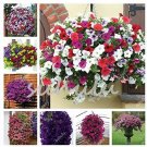 Rare 200 Pcs Many Color Hanging Petunia Bonsai, 4 Seasons Indoor Balcony