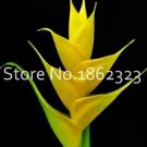 Rare 200 Pcs Rare Color Succulent Heliconia Plants DIY Home Garden