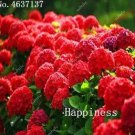 Rare 50 Pcs Hydrangea Bonsai Paniculata 'Vanilla Fraise',Hydrangea Bonsai Flower