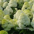 Rare 50 Pcs Hydrangea Bonsai Paniculata 'Vanilla Fraise',Hydrangea Bonsai Flower