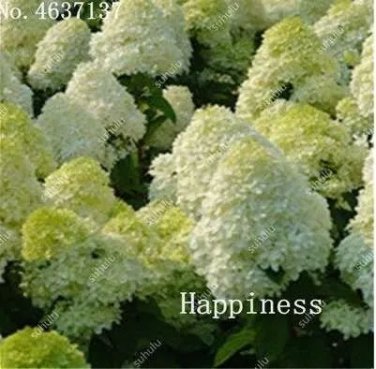 Rare 50 Pcs Hydrangea Bonsai Paniculata 'Vanilla Fraise',Hydrangea Bonsai Flower