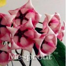 Rare Flower Bonsai Hoya Kerrii Bonsai (December Orchid) Family Bonsai Garden Supplies 100 PCS