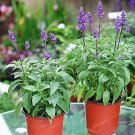 Rare 100 Pcs Sage Bonsai Vanilla Fragrant Flowers Edible Salvia Japonica