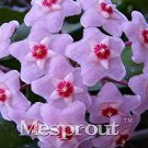 Rare Flower Bonsai Hoya Kerrii Bonsai (December Orchid) Family Bonsai Garden Supplies 100PCS