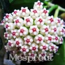 Rare Flower Bonsai Hoya Kerrii Bonsai (December Orchid) Family Bonsai Garden Supplies 100PCS