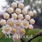 Rare Flower Bonsai Hoya Kerrii Bonsai (December Orchid) Family Bonsai Garden Supplies 100PCS