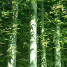 Rare 50 pcs Easy Grow Fresh Giant Moso Bamboo bonsais for DIY Home Garden