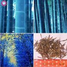 Rare 20 pcs Bonsai Bamboo Rare Giant Blue moso Bamboo Bambu Plants