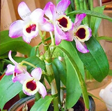 Rare Home Bonsai Plants 100 Pcs/Pack,Dendrobium Orchid Flower Garden