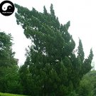 Rare Juniperus Chinensis Tree Semente 120 pcs Plant Chinese Dragon Arborvitae Tree