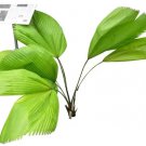 Rare 100 PCS Ruffled Fan Palm Seeds