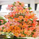 Rare 100 Bonsai Rhododendron Flower Easy to Grow Azalea Bonsai Family & Garden Flower