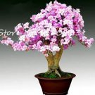 Rare 100 Bonsai Rhododendron Flower Easy to Grow Azalea Bonsai Family & Garden Flower