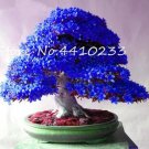 Rare 100 Bonsai Rhododendron Flower Easy to Grow Azalea Bonsai Family & Garden Flower