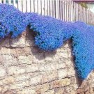 Rare 100 PCS Creeping Thyme Seeds Rock Cress Perennial Ground Cover Flower