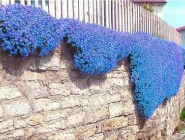 Rare 100 PCS Creeping Thyme Seeds Rock Cress Perennial Ground Cover Flower