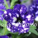 Rare 100 Pcs Funny Climbing Plants for Home Garden Planting Planting Petunia Plant