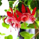 Rare 100 Purple Double Petals Fuchsia Bonsai Potted Flower Bonsai Potted