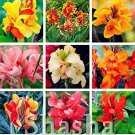 Rare 100 pcs/Bag Dwarf Bonsai Canna Lily Outdoor Tropical Bronze Scarlet Foliage