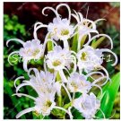 Rare 100 Spider Lily Bonsai Rare Lilium Brownii Flower Fragrance Ornamental Plants