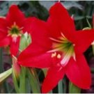 Rare 100 seeds Amaryllis Barbados Lily DIY Home Garden