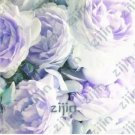 Rare 20 PCS Rare Chinese Peony Seeds Light Purplish White Double Flowers