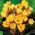 Rare 20 pcs/Bag Many Varieties Saffron Flores Saffron Flower plantas Saffron Crocus